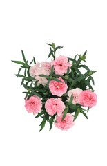 Dianthus caryophyllus top view isolated on white