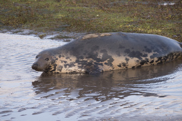 Fototapeta premium Donna Nook, Lincolnshire, UK – Nov 16: Grey seal come ashore for birthing season lies in the shallows on 16 Nov 2016 at Donna Nook Seal Sanctuary, Lincolnshire Wildlife Trust