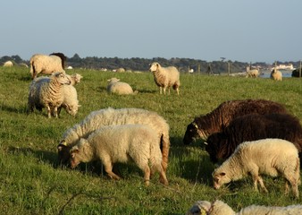 Troupeau de moutons sur l'Atlantique. West of France. 