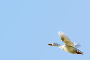 white duck flying against blue sky