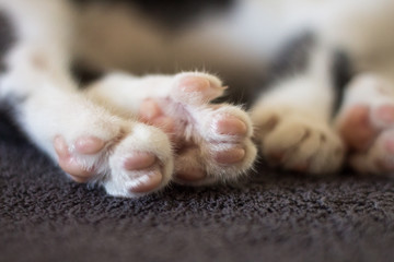 Haustier Katze