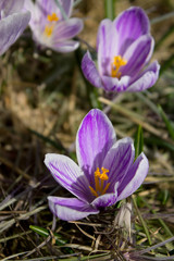 Closeup of purple or violet first spring flowers, crocus in the garden or park outdoor, sunny day vertical shot
