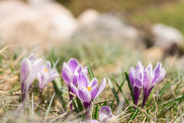 A bunch of crocus flowers blooming in a rock garden in early spring, soft tender violet colors, copyspace
