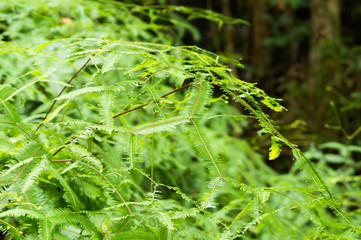 The perfect dichotomy