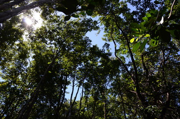 Entre o céu e as arvores 