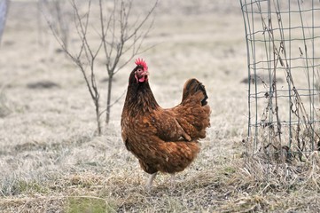 Hen