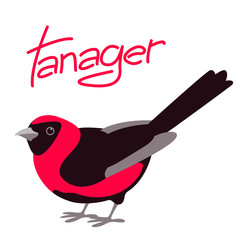  tanager  vector illustration flat style profile side