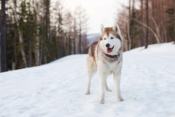 Portrait of beautiful beige and white dog breed Siberian Husky standing in the winter forest at golden sunset. Gorgeous Husky dog is on the snow on the trees background