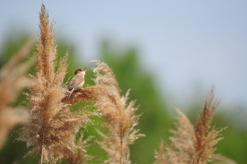 Schilfrohrsänger