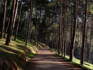 Pine trees road.