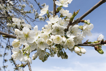 White cherry blossoms with twig.