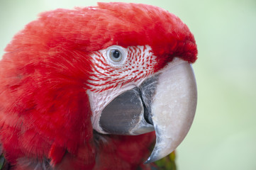 Red Macaw isolated from background