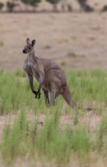 A wild grey kangaroo eating on the Fleurieu Peninsula South Australia on 15th March 2018