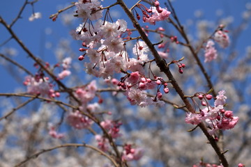 桜の開花　蕾