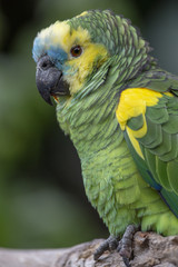 Colorful Parrot in dense vegetation