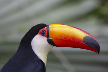 Fototapeta premium Toco Toucan in deep vegetation