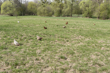 Chicken in the meadow.