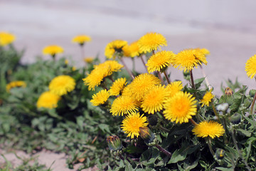 Dandelions close-up. Flowers in the garden