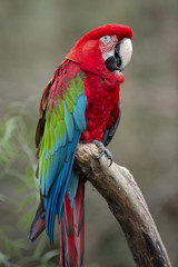 Red Macaw isolated from background