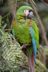 Military Macaw close-up