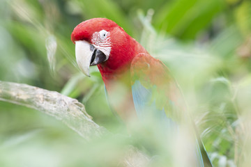Red Macaw isolated from background