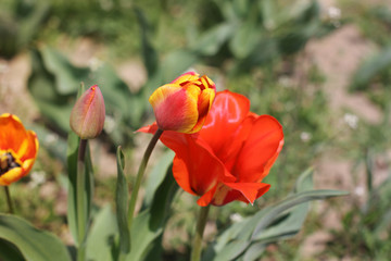 Obraz premium Beautiful tulips. Flowers in the garden