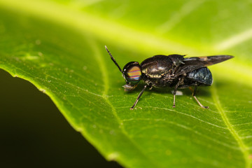 Image of Clubbed General Soldier fly, Stratiomys , Fly, Flies (Stratiomyidae) on green leaf. Insect. Animal.