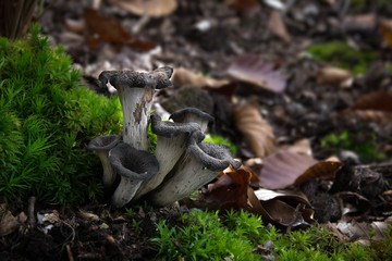 Craterellus cornucopioides eating mushroom, Czech Republic, Europe