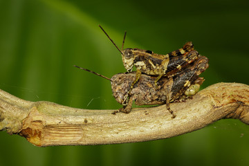 Image of Male and Female brown grasshoppers(Acrididae) mating make love on the branch. Locust, Insect, Animal.