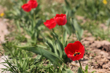 Beautiful tulips. Flowers in the garden