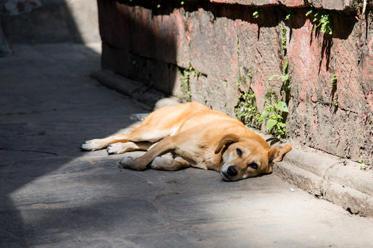 Portrait of Homeless red dog lying on the streets of Kathmandu, Nepal