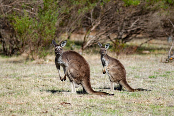 2 Two kangaroo wallabies at the Mount Bold Reservoir on 25th April 2018