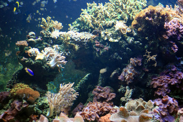 Naklejka na ściany i meble Coral Reef - Vancouver Aquarium, Vancouver, Canada