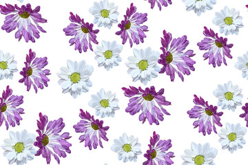 Garden daisy seamless pattern on white background. Botanical illustration hand drawn. Vector floral design for fashion prints, scrapbook, wrapping paper