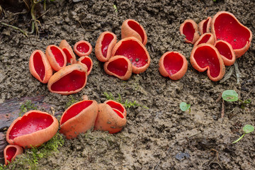Sarcoscypha austriaca not eaten, spring mushroom, shot in the Czech Republic, Europe