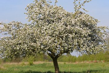ein voller Blüten stehender Apfelbaum
