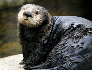 Sea Otter - Vancouver, Canada