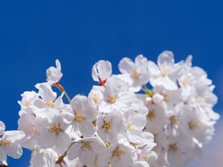サクラの花