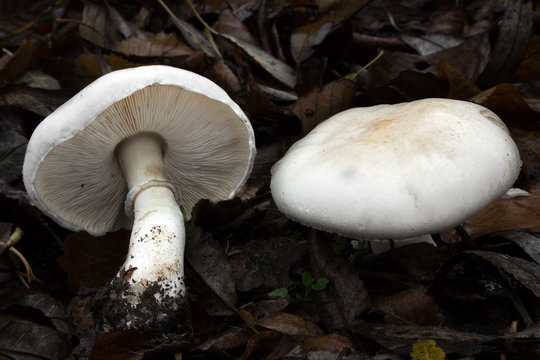 Leucoagaricus leucothites eating mushroom, photo Czech Republic, Europe