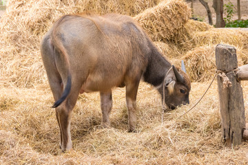 Thai buffalo eating dried grass