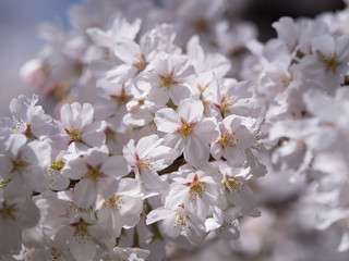 サクラの花