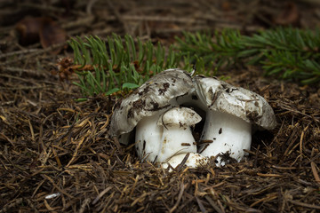 Hygrophorus marzuolus rare, spring food sponge, photographed in the Czech Republic, Europe