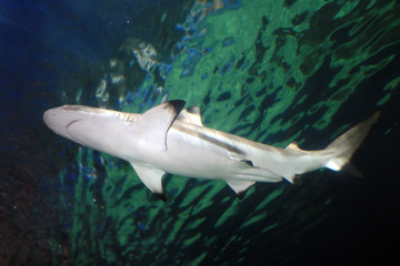 Black Tip Shark, Canada