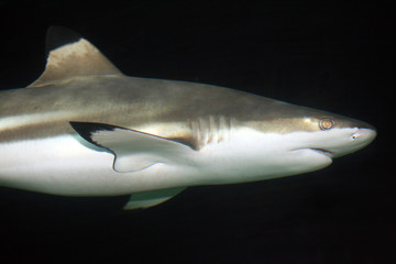 Black Tip Shark, Canada