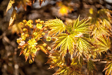 young leaves and flowers of maple close-up background blurred background