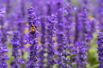 A bee on lavender flower