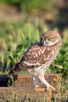 The little owl (Athene noctua) sitting on the wood with green background in the evening and looking to objective.