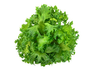 Obraz premium green frillies iceberg lettuce on white background