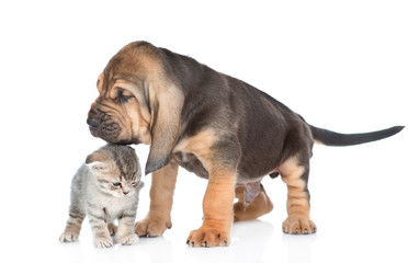 Bloodhound puppy sniffing a kitten. isolated on white background