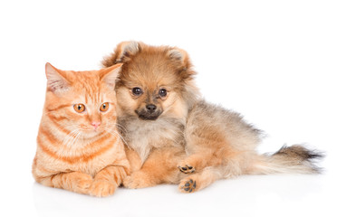 spitz puppy and cat lying together.  isolated on white background